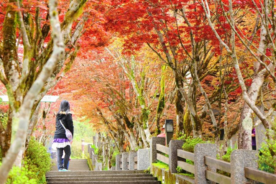 太平山莊蹦蹦車 見晴步道翠峰湖森林二日 國內旅遊 東南旅遊